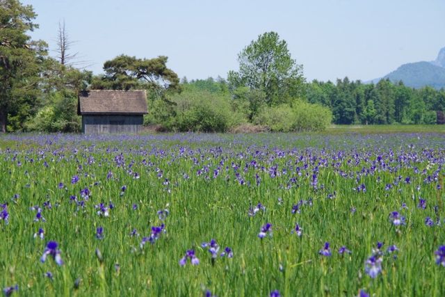 Flora und Fauna im Ruggeller Riet mit Josef Biedermann