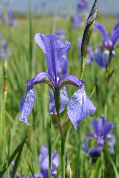 Iris